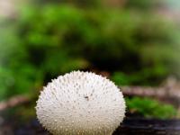 Flaschen-Stäubling Pilz mit stachligen Warzen